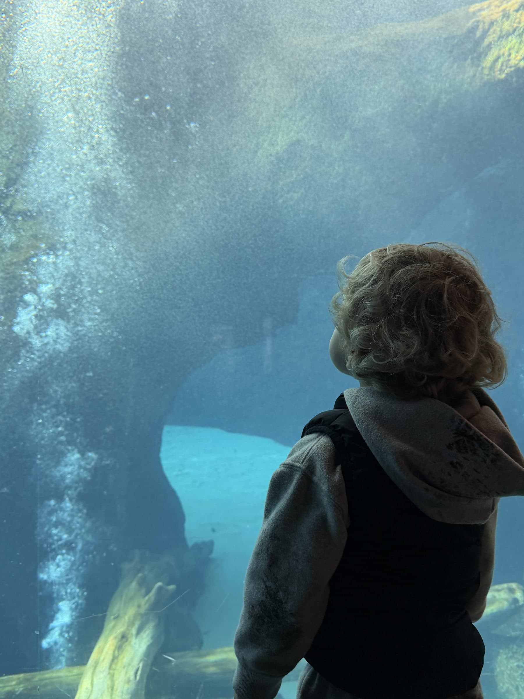 A child looking thoughtfully through aquarium glass